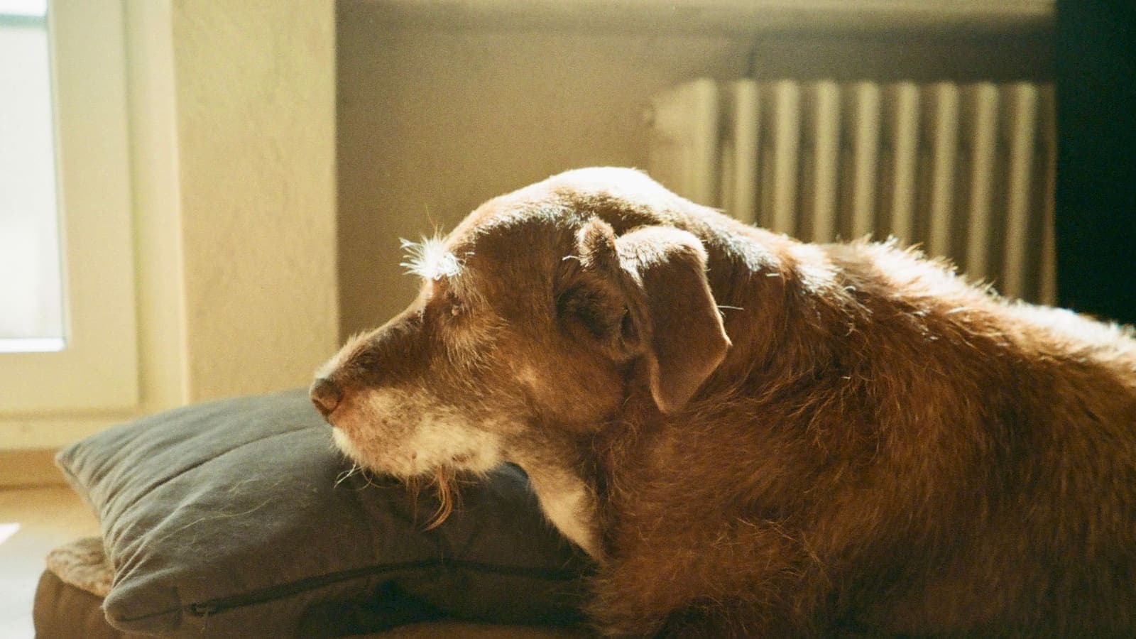 An old brown dog with a grey muzzle rests its head on a cushion on a padded bed in front of a radiator, lit by low sun from a window.