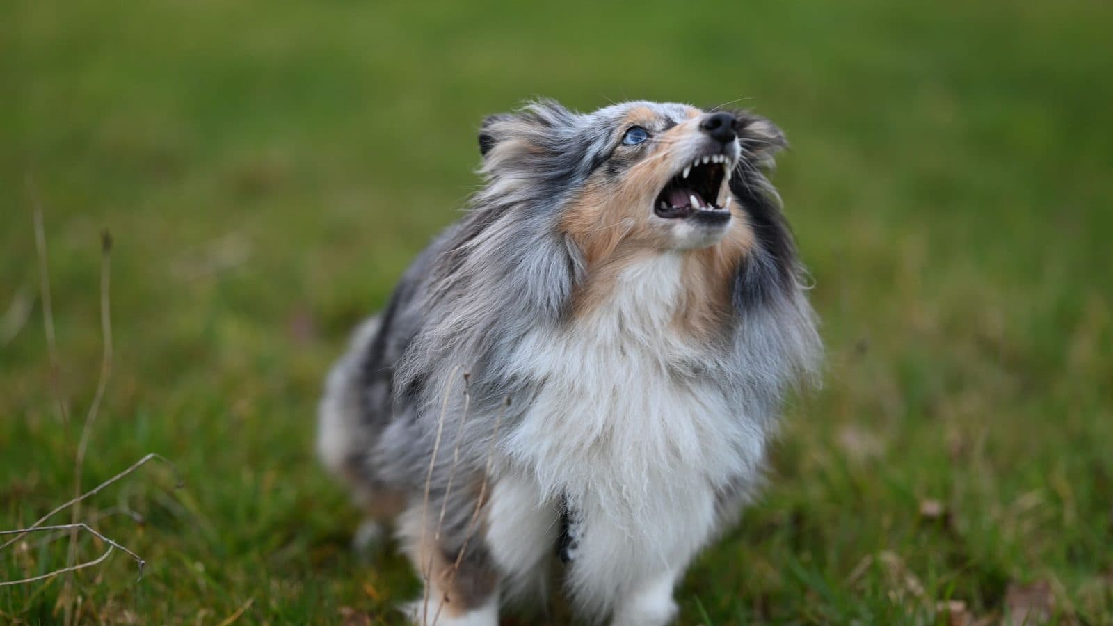 A blue merle Shetland sheepdog on grass, head thrown back, barking.