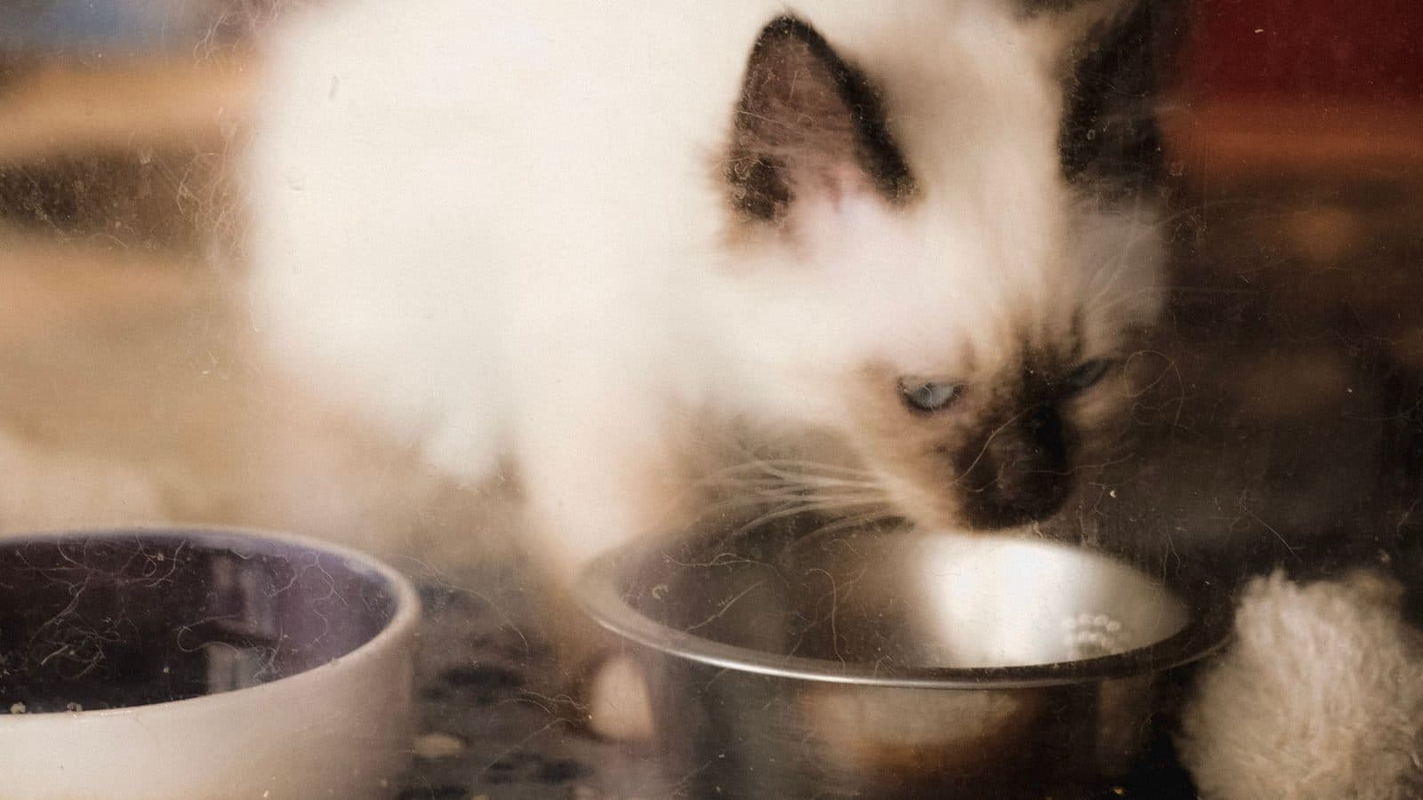 A fluffy cream-and-brown cat with blue eyes eating from a steel bowl, seen through a window.