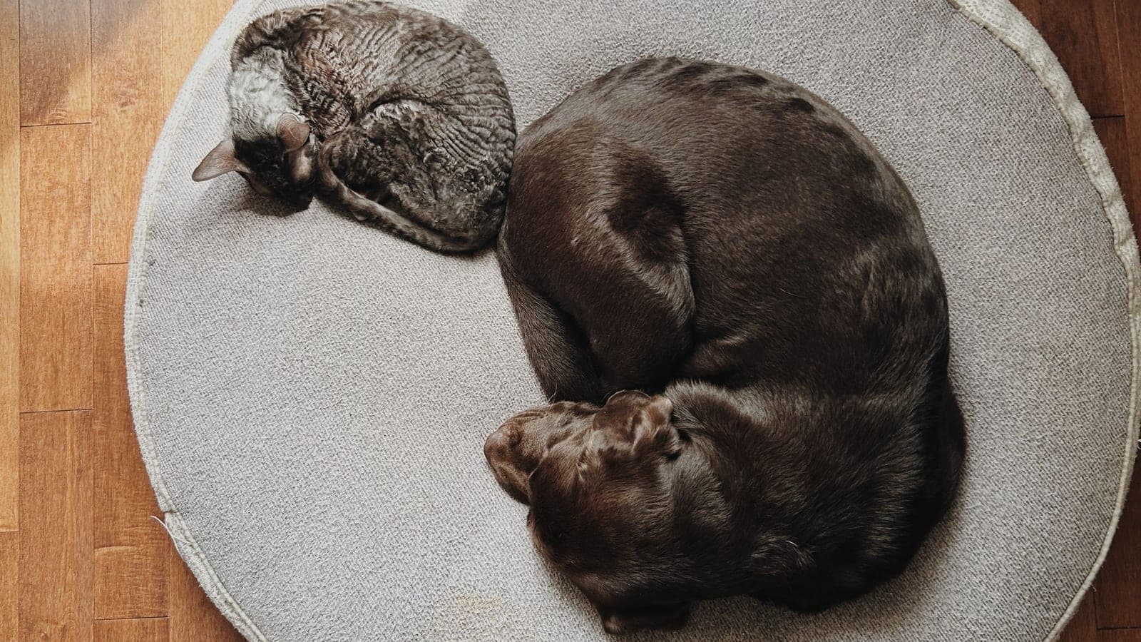 Seen from above, a curly-coated grey cat and a chocolate Labrador lie curled up asleep side by side on a round grey cushion in the sun.