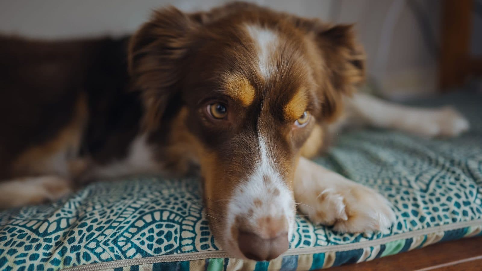 A brown and white border collie lying on a patterned cushion, head down, looking up at the camera.