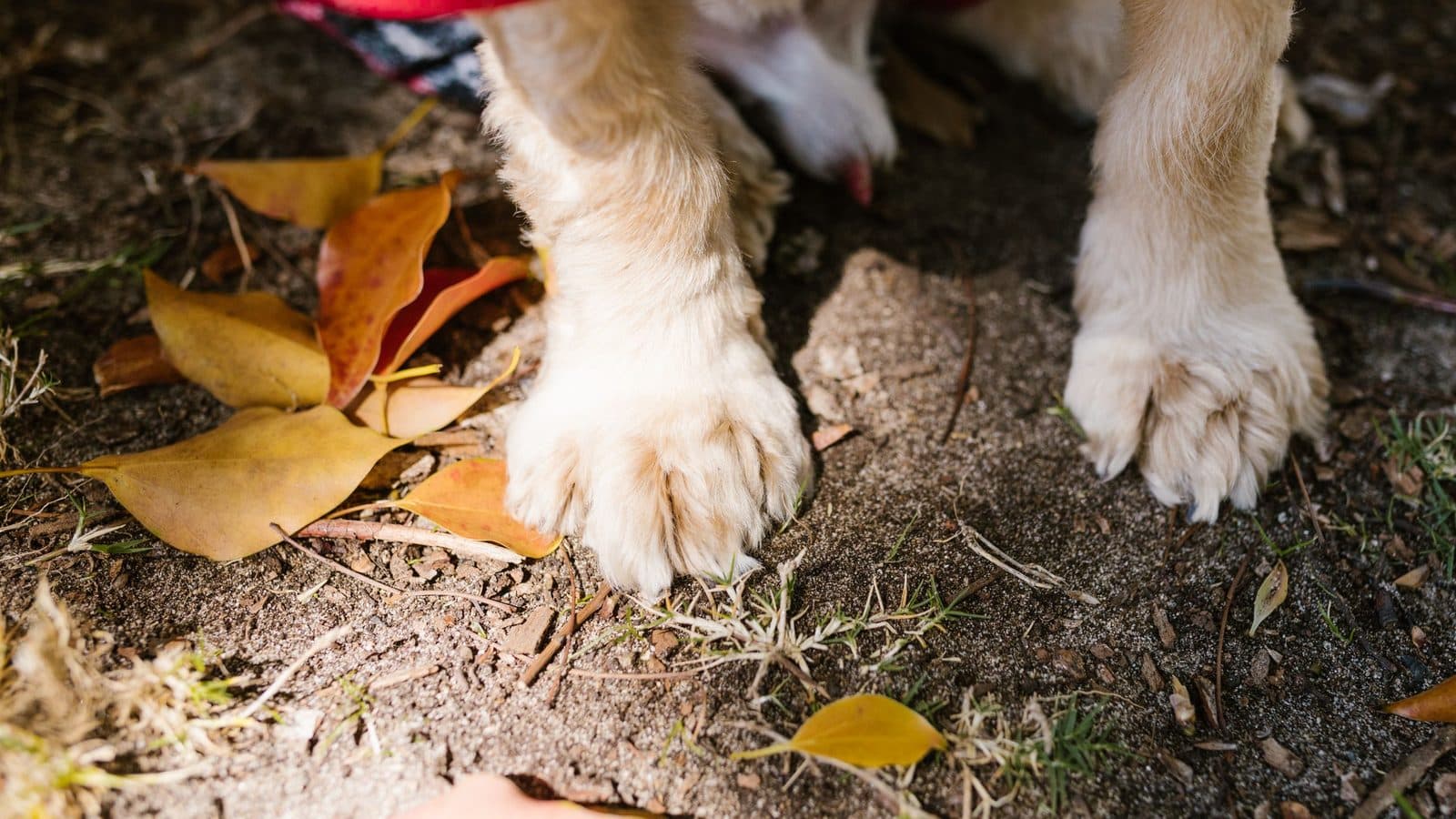Close-up of a pale dog's front paws standing on earth scattered with yellow and red autumn leaves.