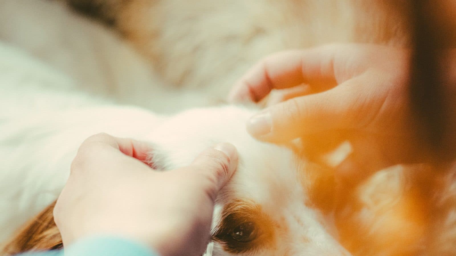 Two hands feeling gently through the white and ginger coat of a dog lying on its side.