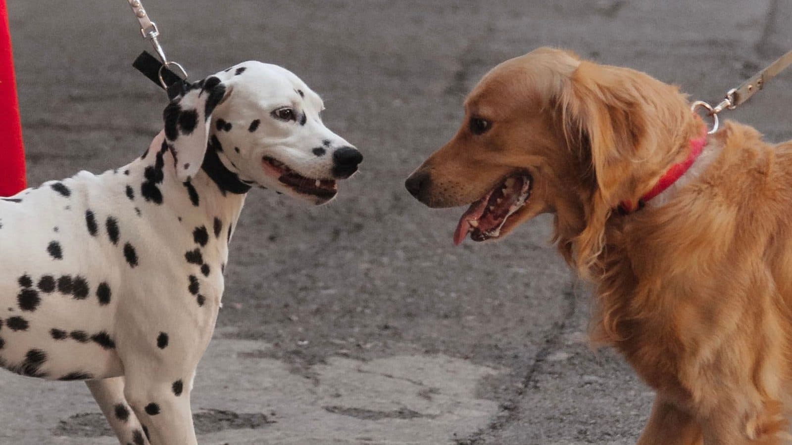 A Dalmatian and a golden retriever on leads, face to face on a city pavement, mouths open.