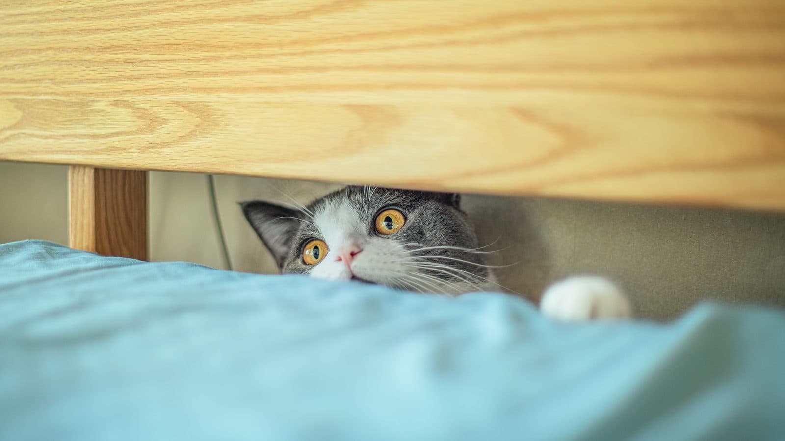 A grey and white cat with wide orange eyes peering out from under a wooden bed frame.