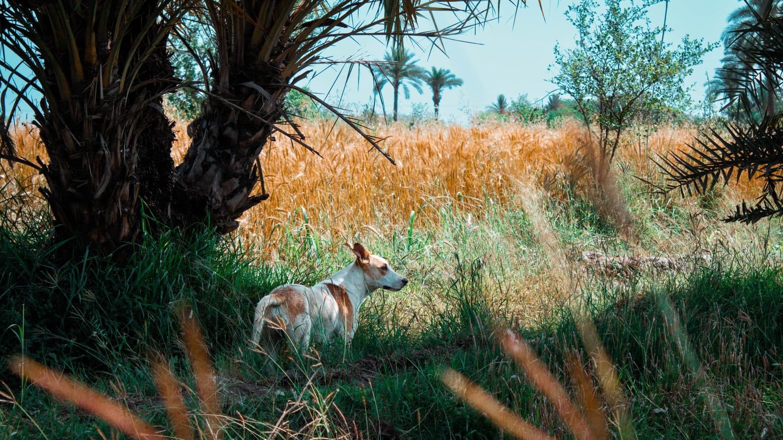 A white and tan dog standing in long grass under palm trees at the edge of a dry golden field.