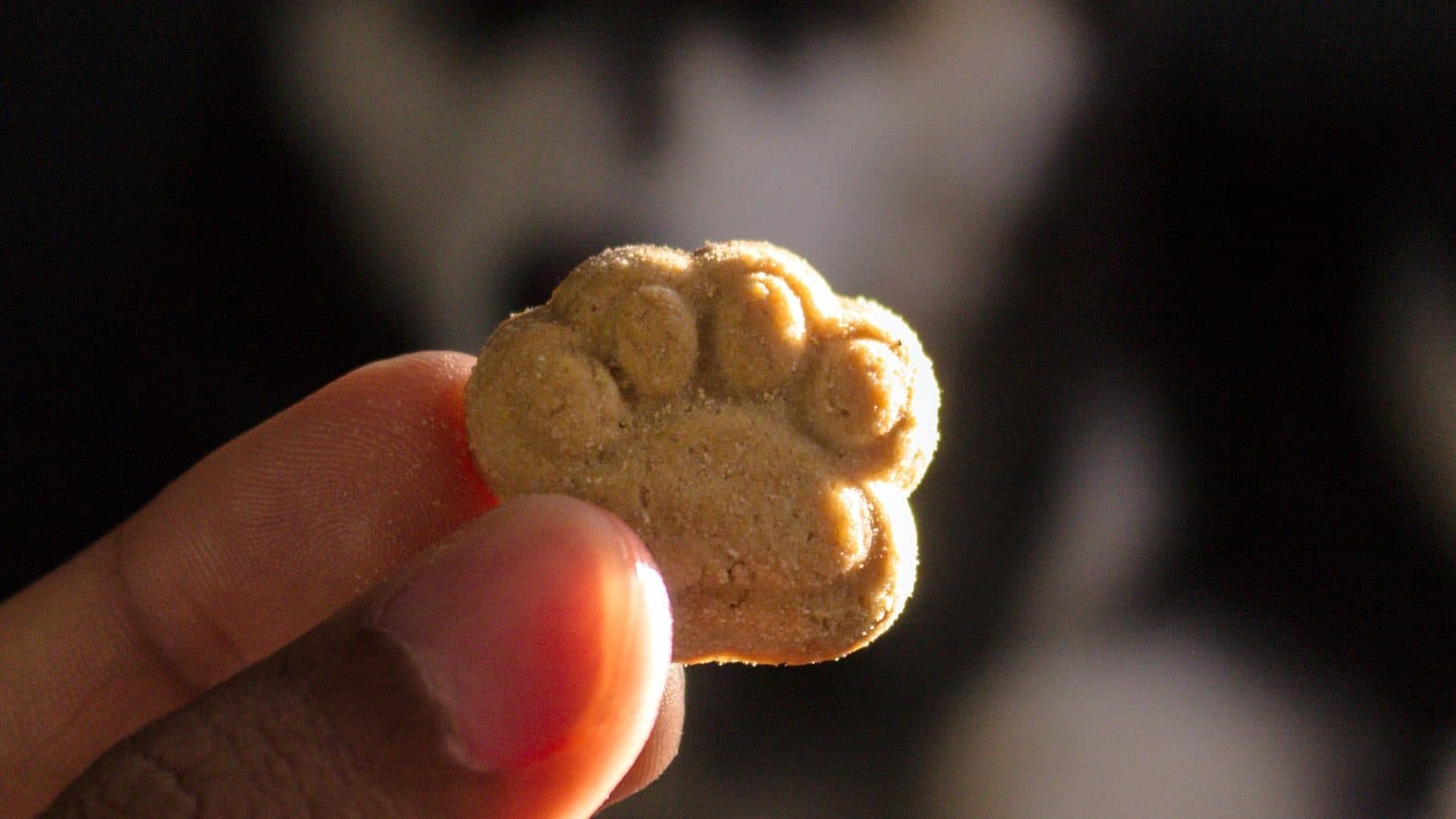 A hand holding up a small paw-shaped dog biscuit, with a dog's face blurred in the background.