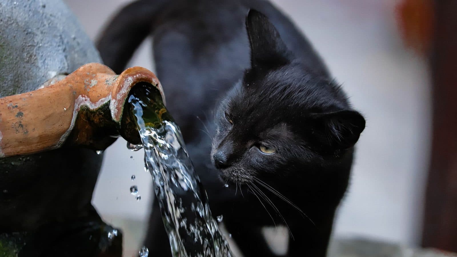 A black cat drinking from a stream of water pouring out of a terracotta fountain spout.