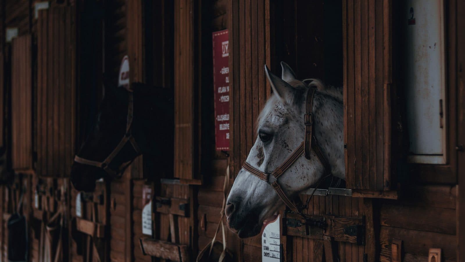 A grey horse in a halter looking out over the door of its box in a dark wooden stable, with another horse further along the row.