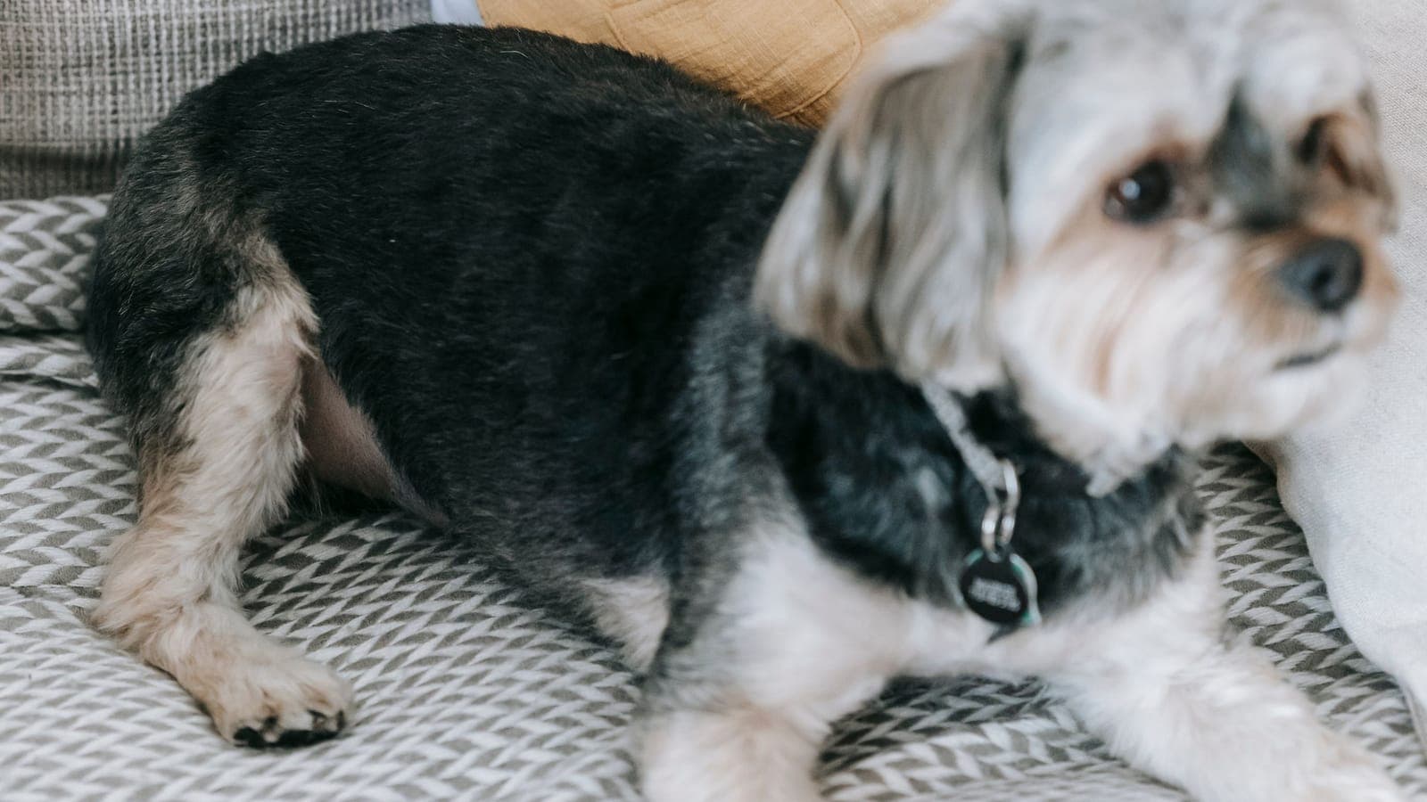 A small scruffy dog lying on a sofa in front of a baby in yellow dungarees, the baby's face out of frame.
