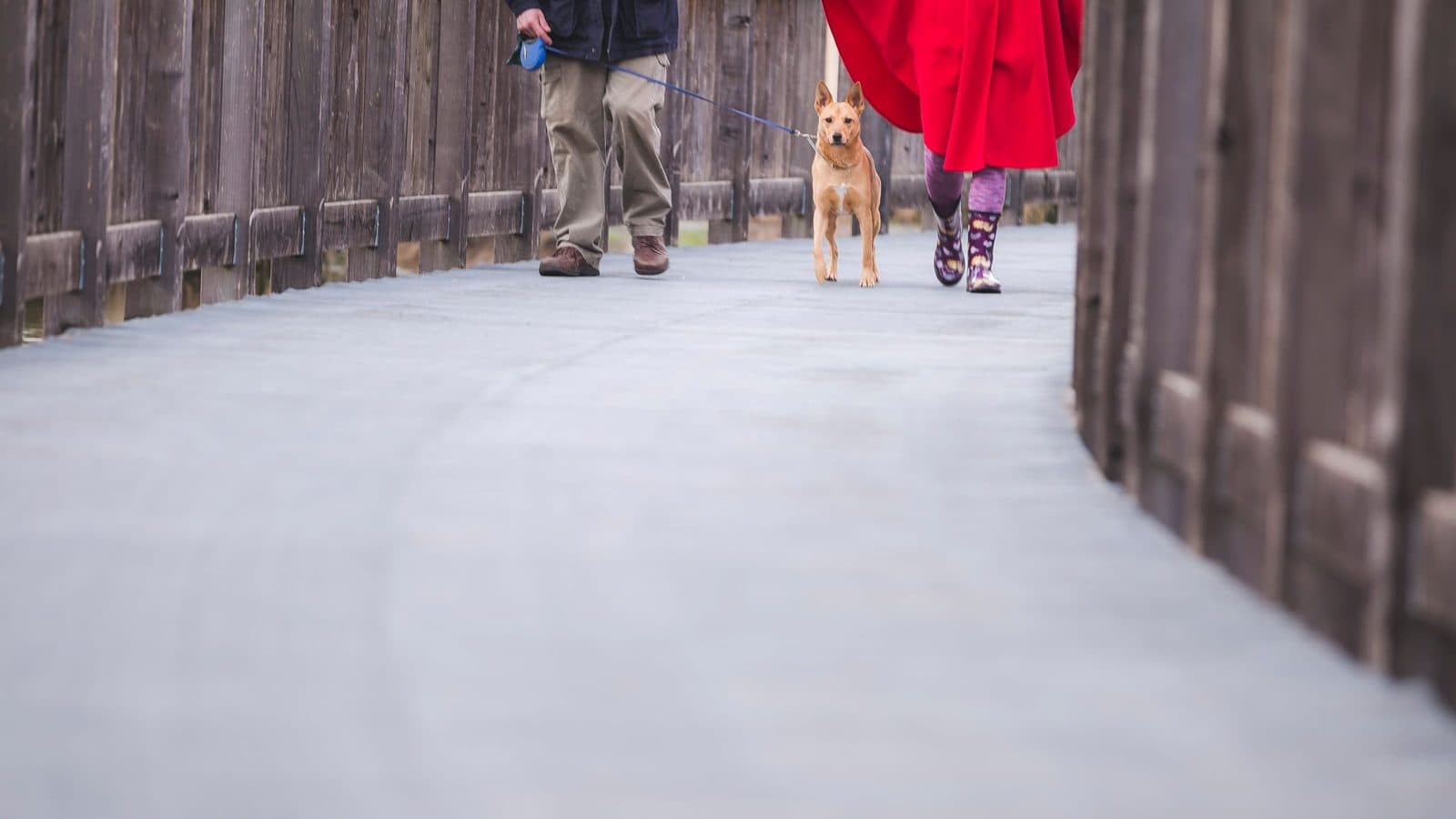 A small tan dog walking on a blue lead along a wooden boardwalk between two people, seen from ground level.