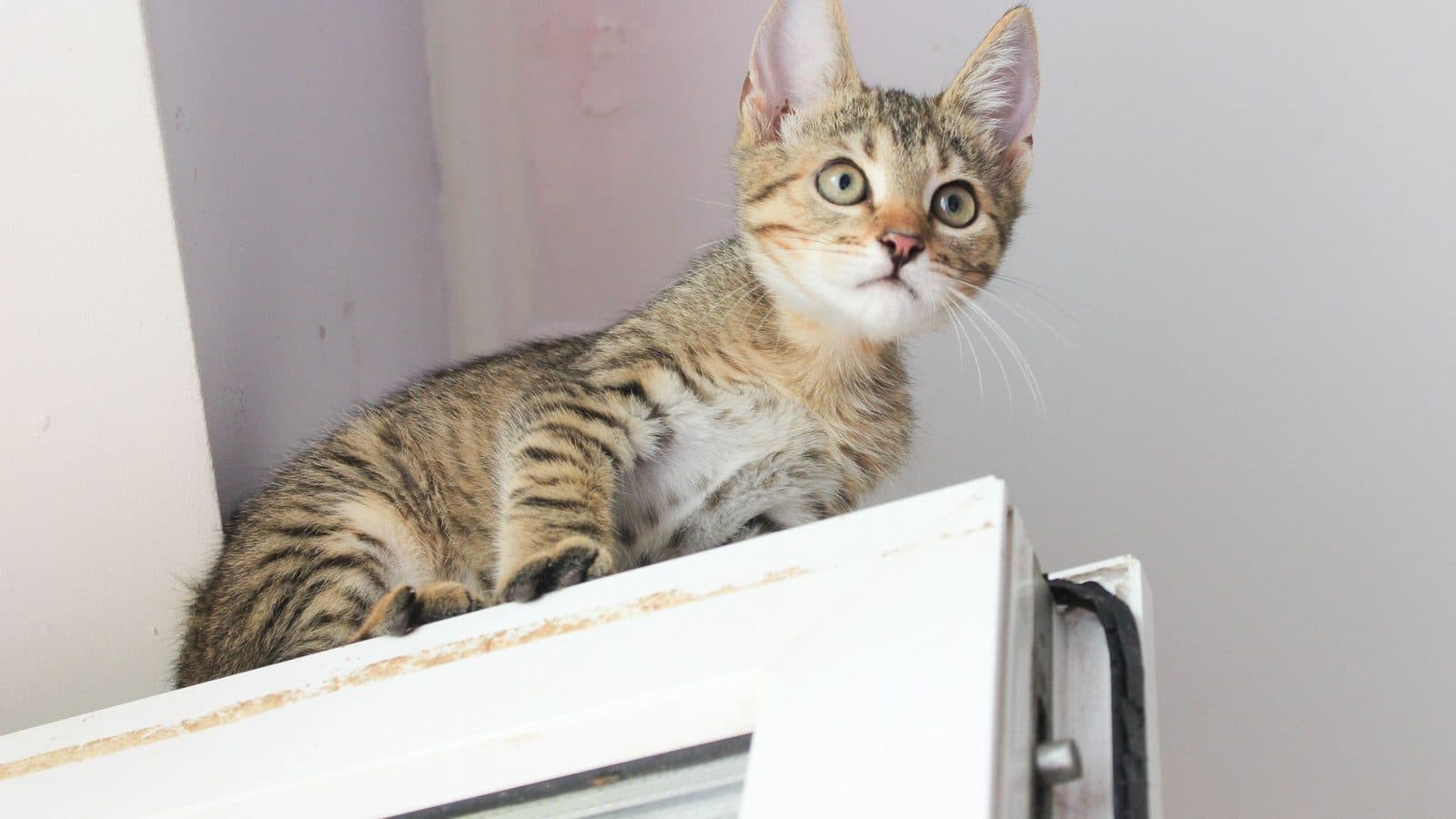 A wide-eyed tabby kitten perched on top of an open door, looking down.