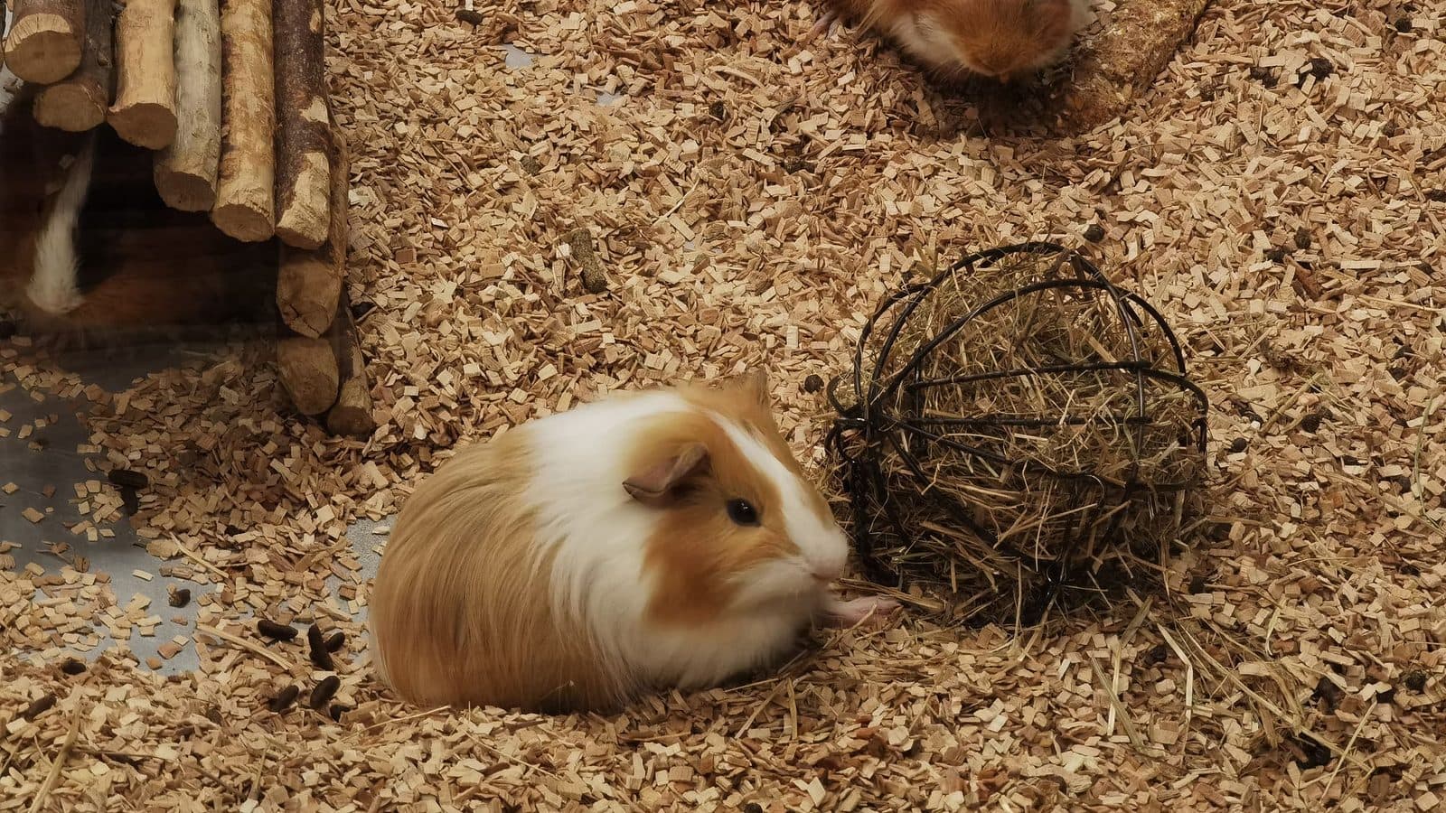 A long-haired ginger-and-white guinea pig eating hay from a wire ball on wood shavings, with a log tunnel behind it and a second guinea pig at the edge of the frame.