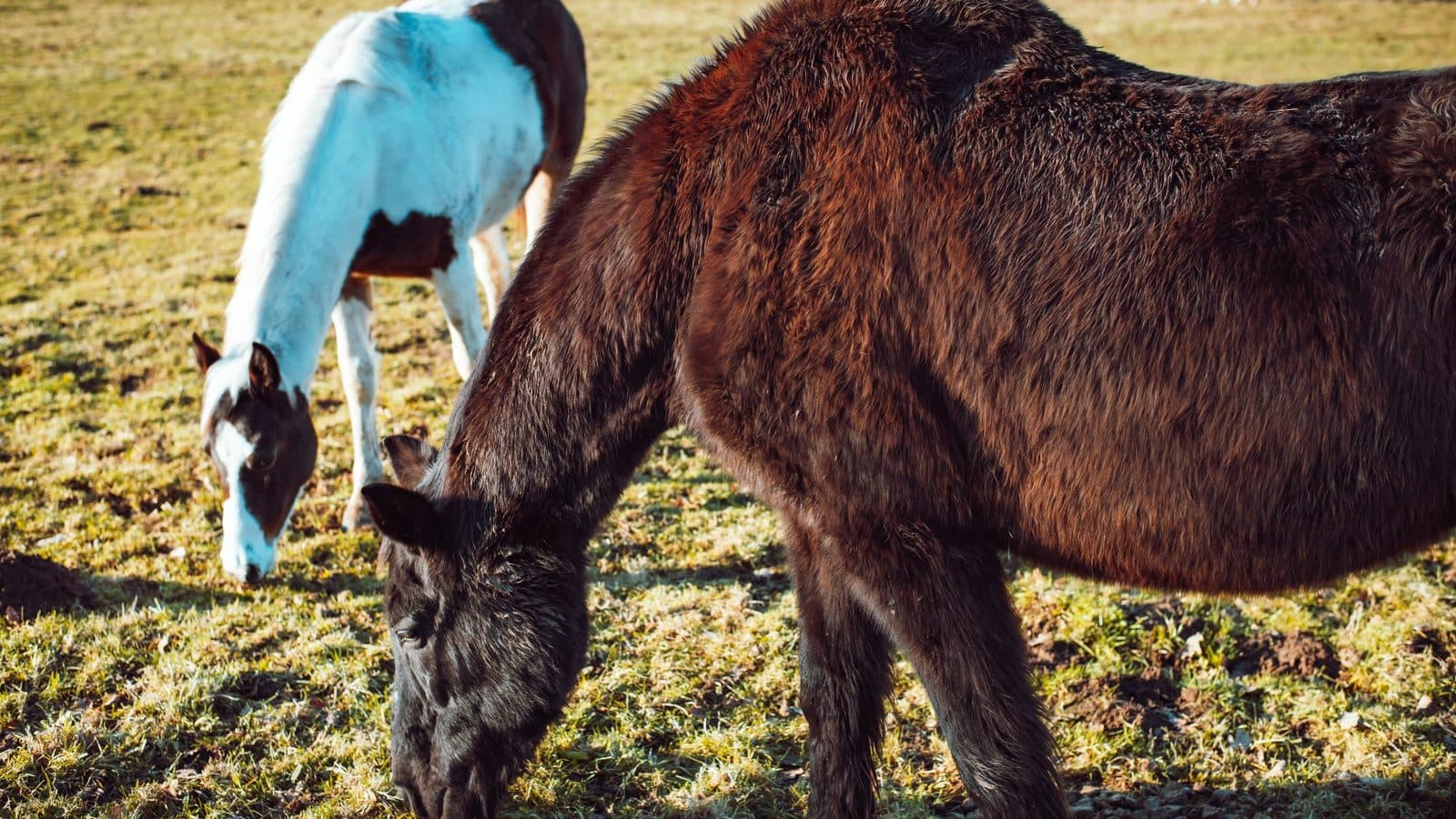A dark bay horse and a brown-and-white one grazing side by side in a green pasture in low autumn sunlight.