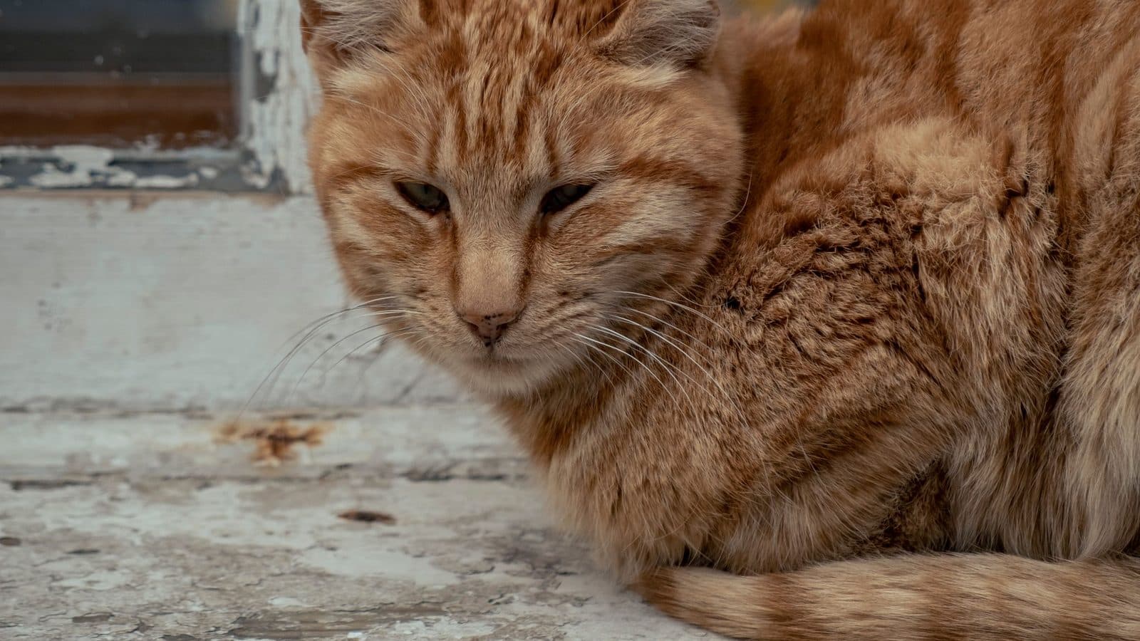 An older ginger tabby cat with half-closed eyes resting on a weathered, paint-peeled wooden step.