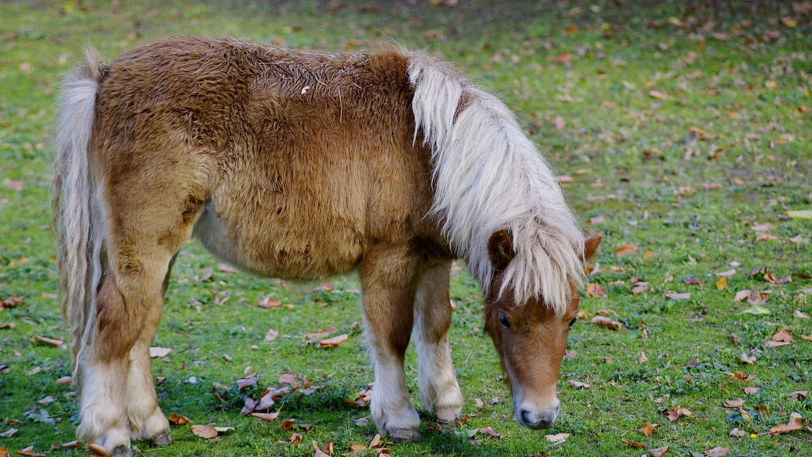 A shaggy Shetland pony with its head down, grazing green grass scattered with autumn leaves.