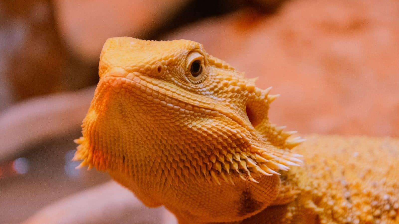 Close-up of a bearded dragon's head and spiky beard, lit orange by the basking lamp above its rocks.