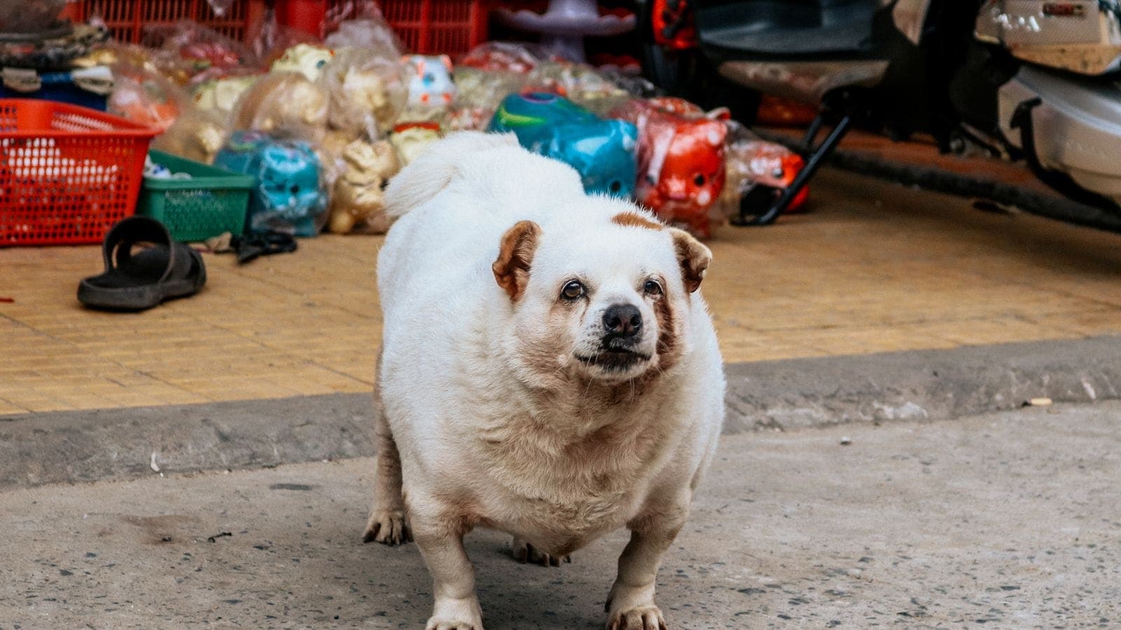 A plump white-and-tan dog standing on a pavement beside a market stall, looking at the camera.
