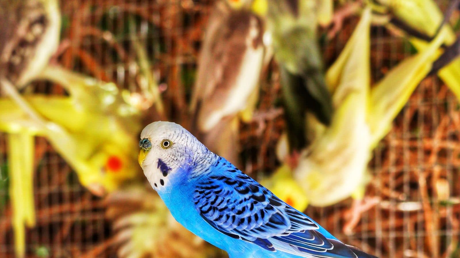 A blue budgerigar perched on a branch, with yellow budgies blurred in the background.