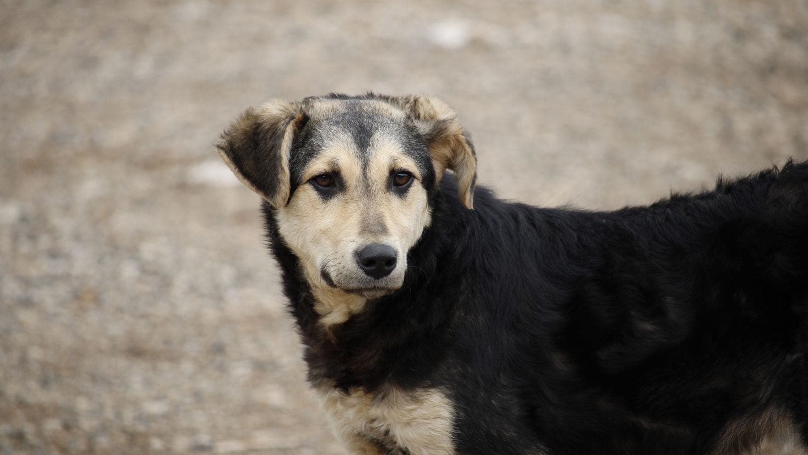 A black-and-tan street dog standing on a gravel path in an Albanian town, looking straight at the camera.