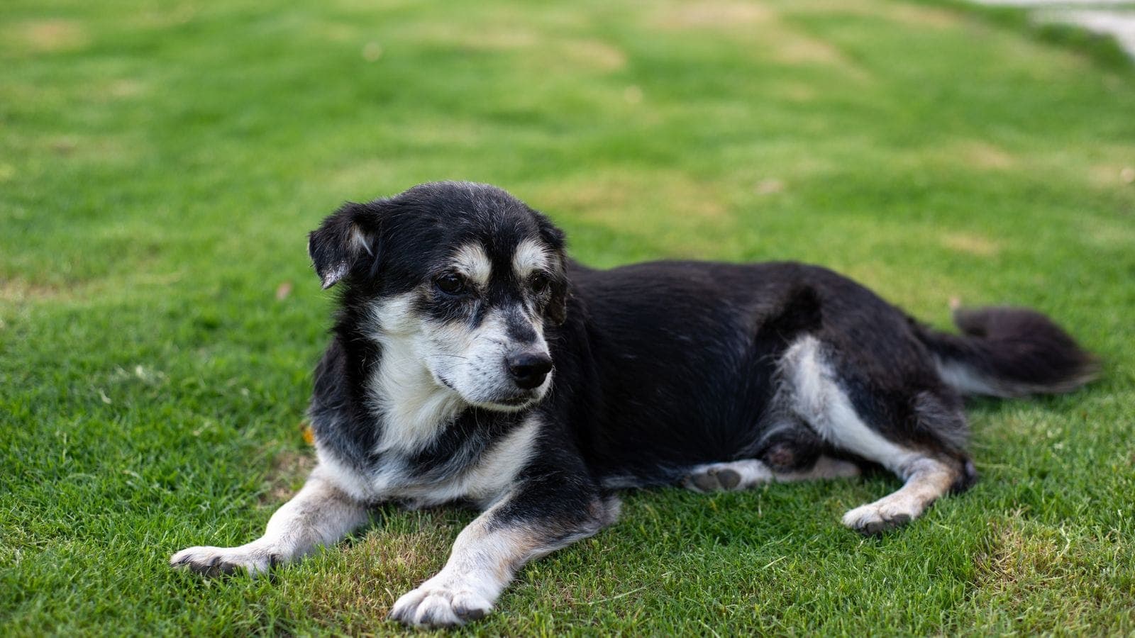 An old black-and-tan dog with a white muzzle lying on the grass, resting.